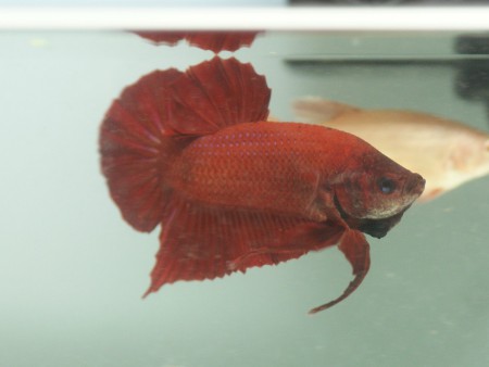 Solid Red HMPKT Macho.JPG